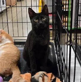 Myers, a male kitten up for adoption