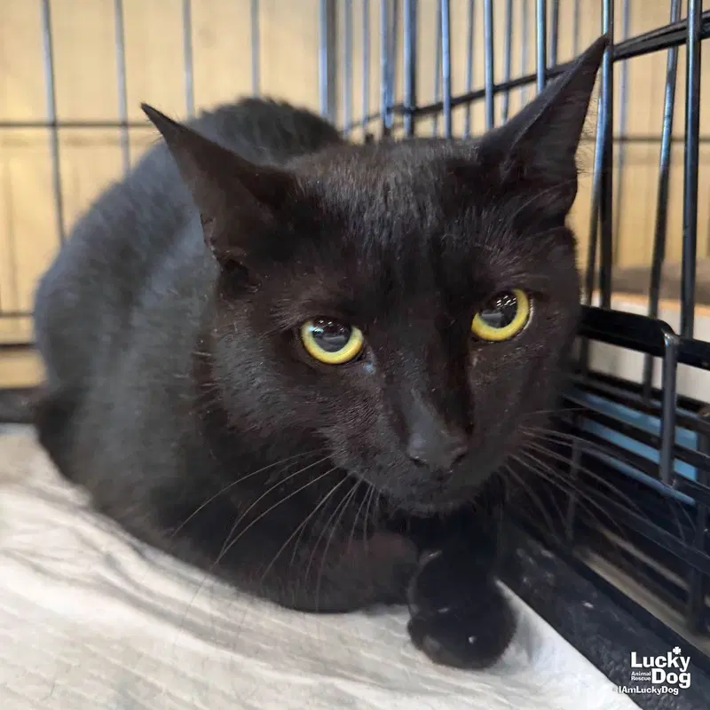 Moon, an adult female cat up for adoption