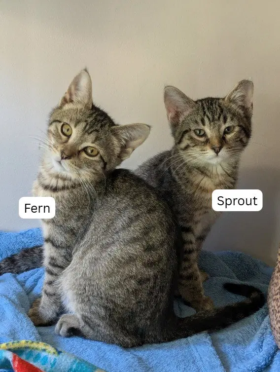 Sprout / Fern, a female kitten up for adoption