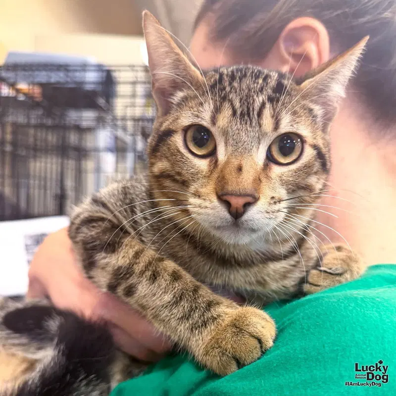 Ren, a young male cat up for adoption