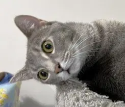 Star 2, an adult female cat up for adoption