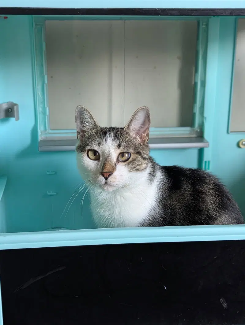 Buttercup, photo 2