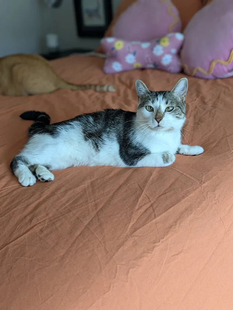 Buttercup, photo 4