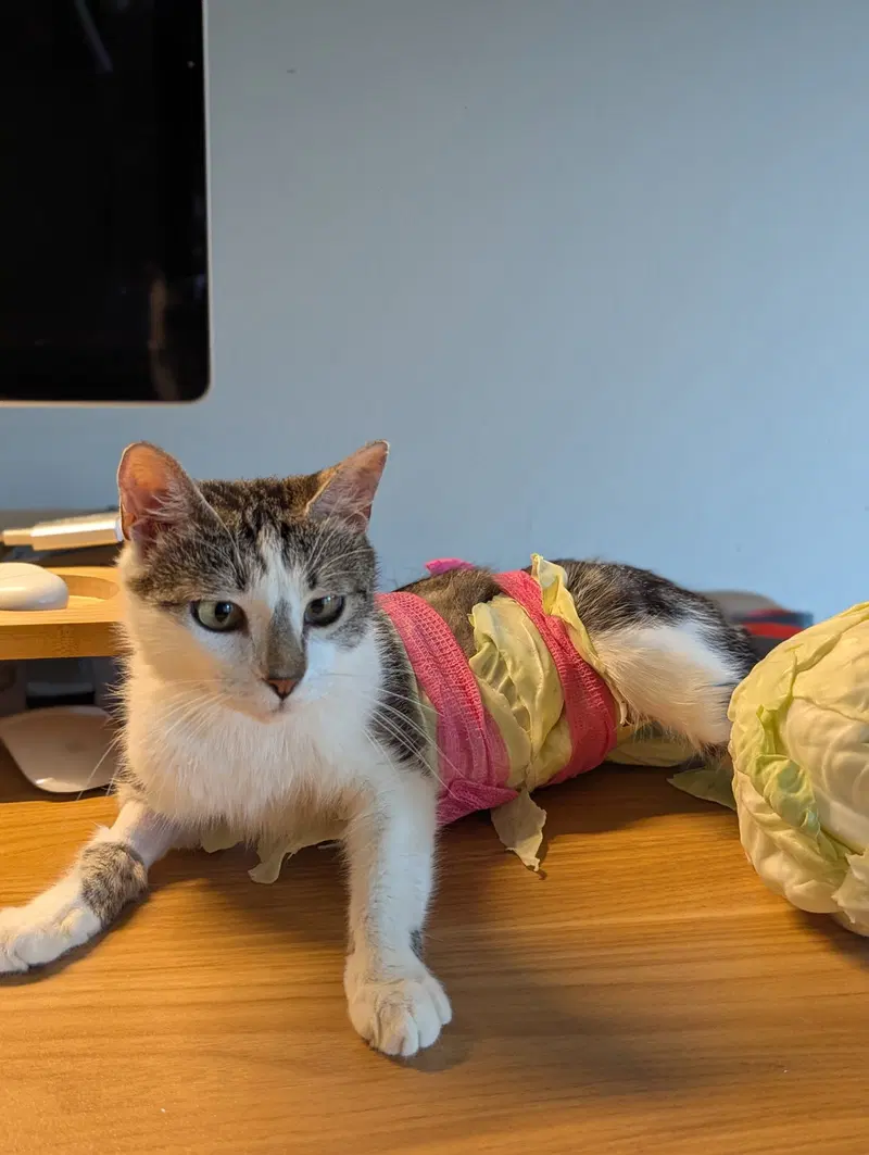 Buttercup, photo 8