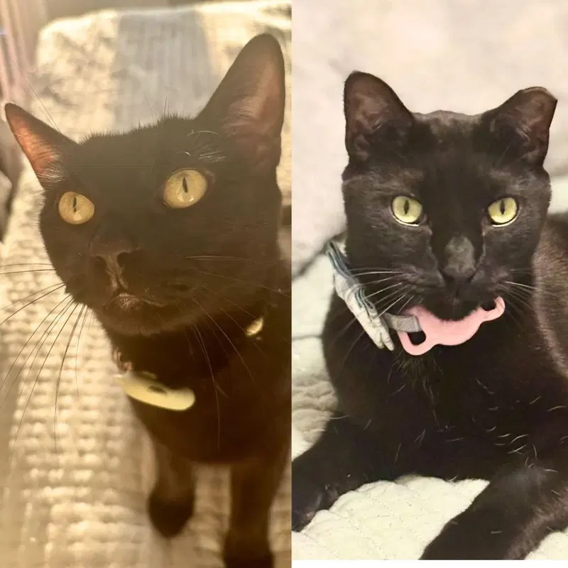 A pair called Agnes & Rego, adult cats up for adoption