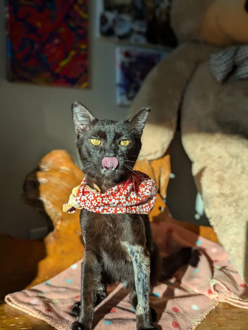 Miso, a young male cat up for adoption