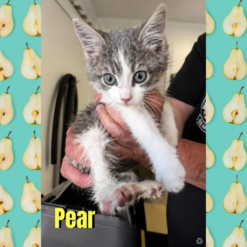 Pear, a male kitten up for adoption