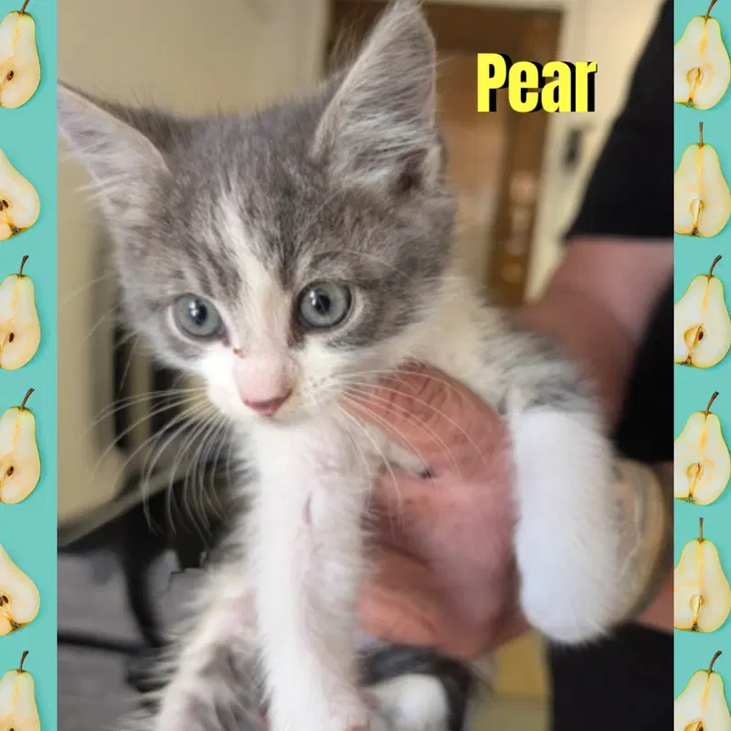 Pear, photo 2