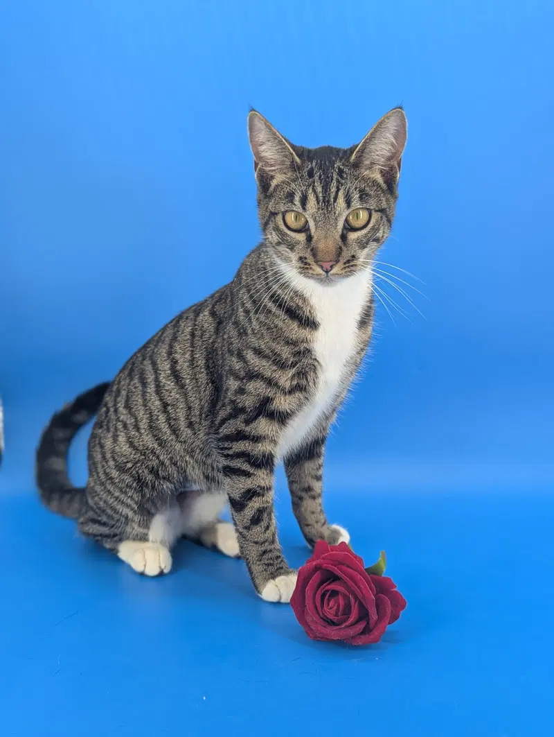 Dill the Queen, a young female cat up for adoption