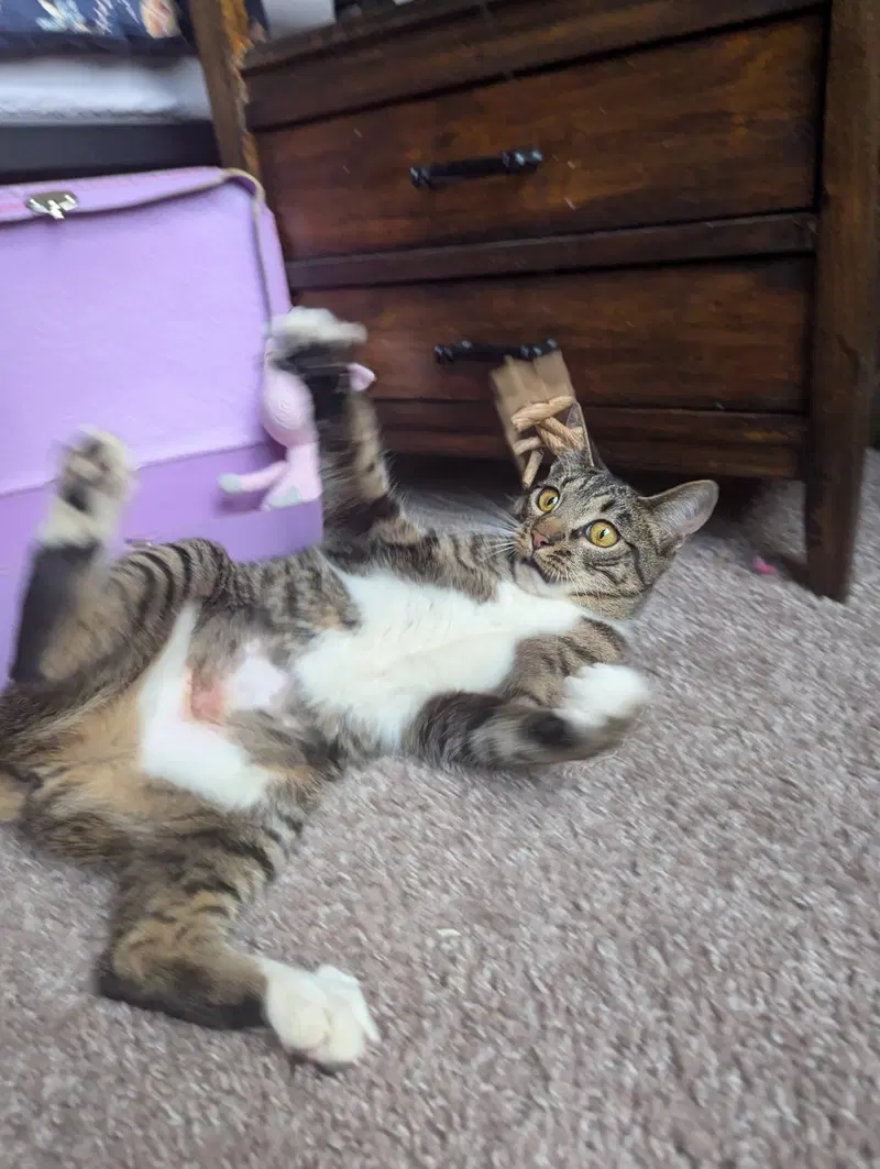 Dill the Queen, photo 8