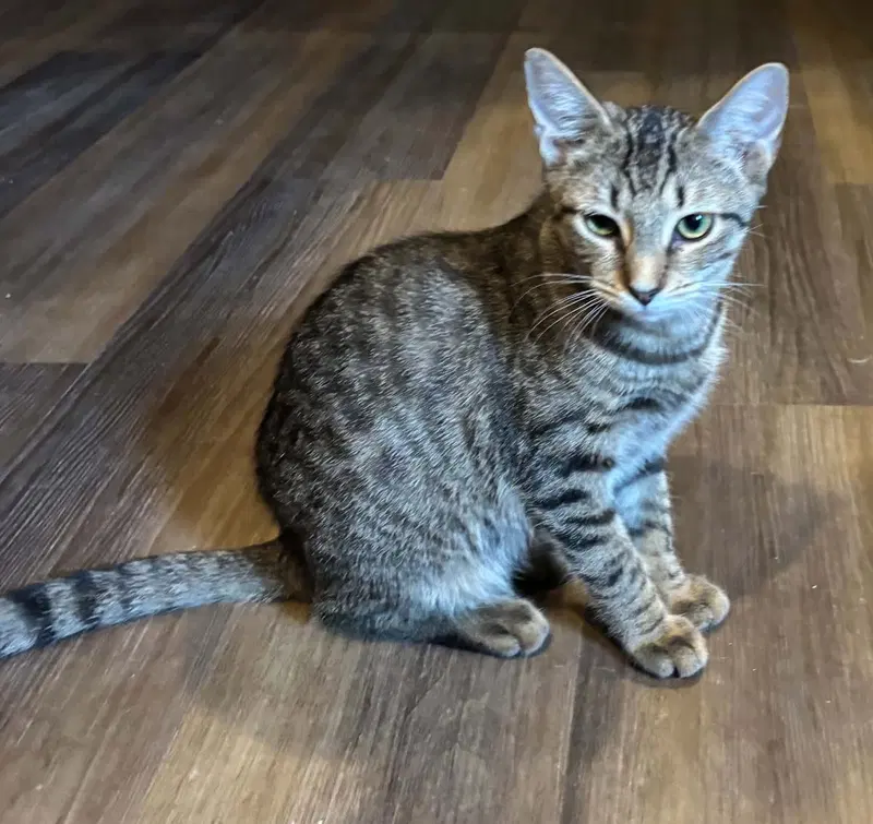 Denim, a male kitten up for adoption