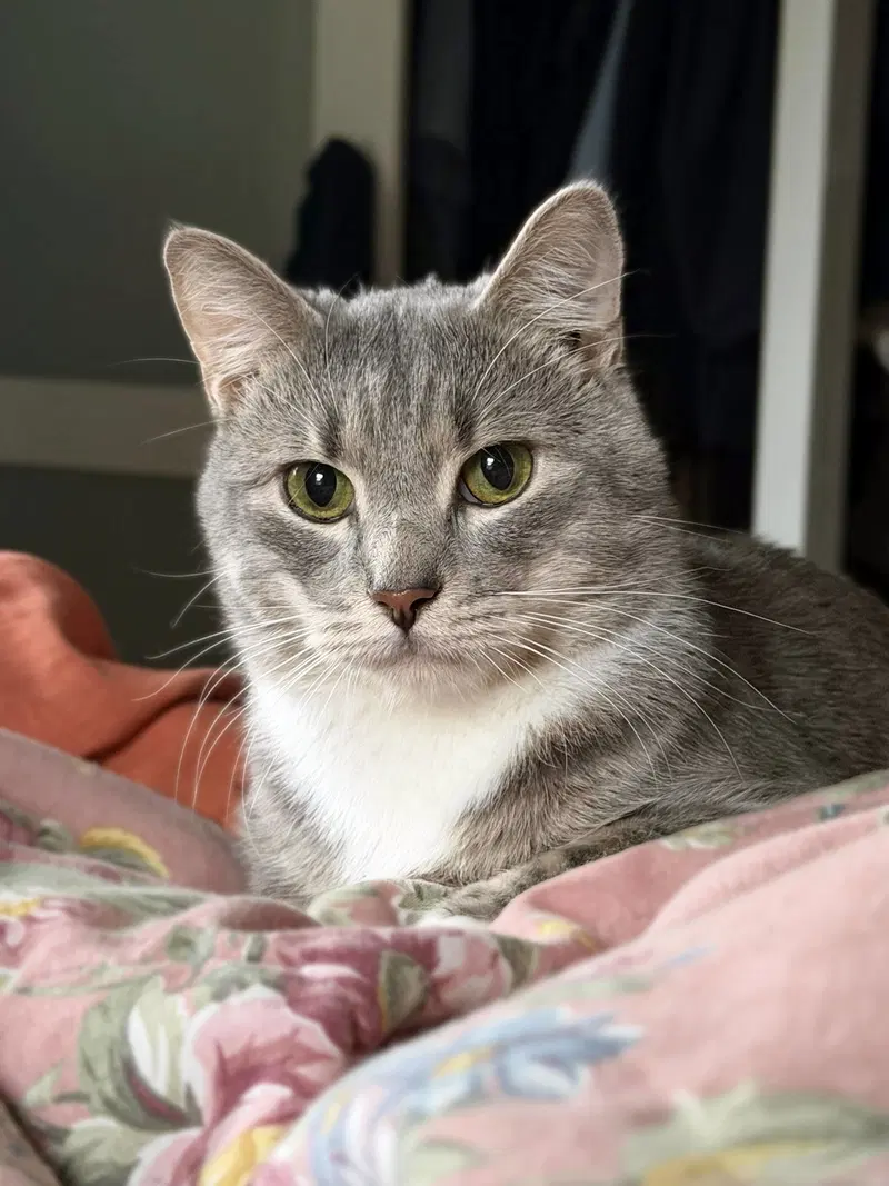 Almond, photo 5