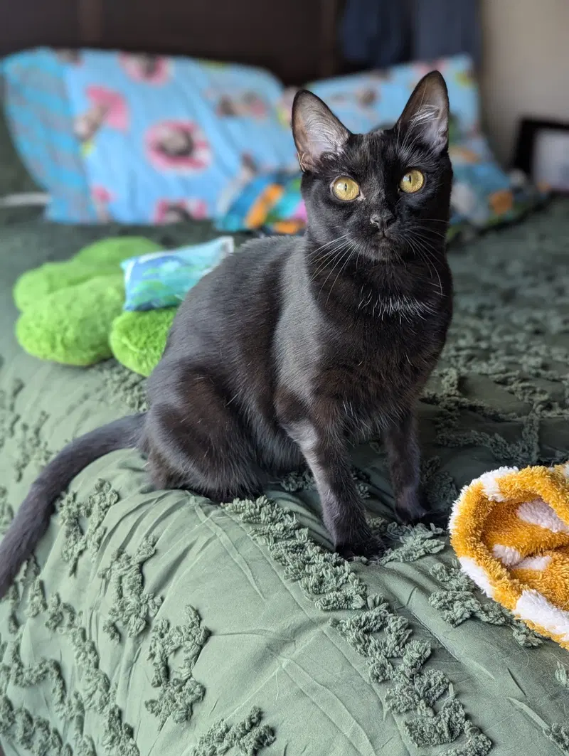 Miya, photo 7
