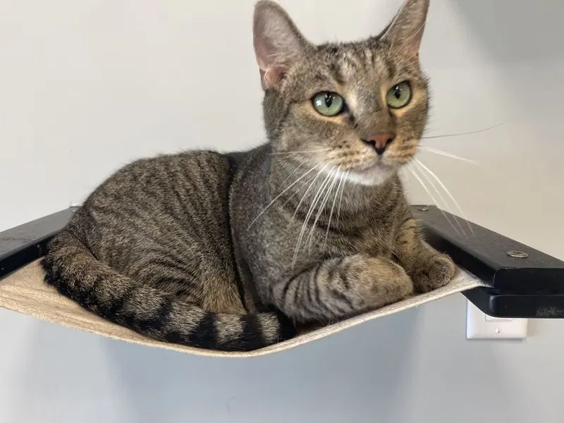 Fog, an adult male cat up for adoption