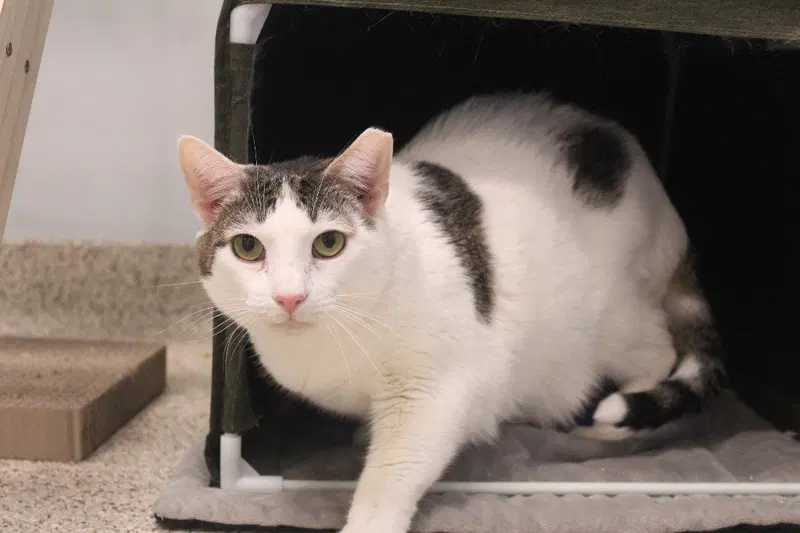 Drizzle, an adult male cat up for adoption