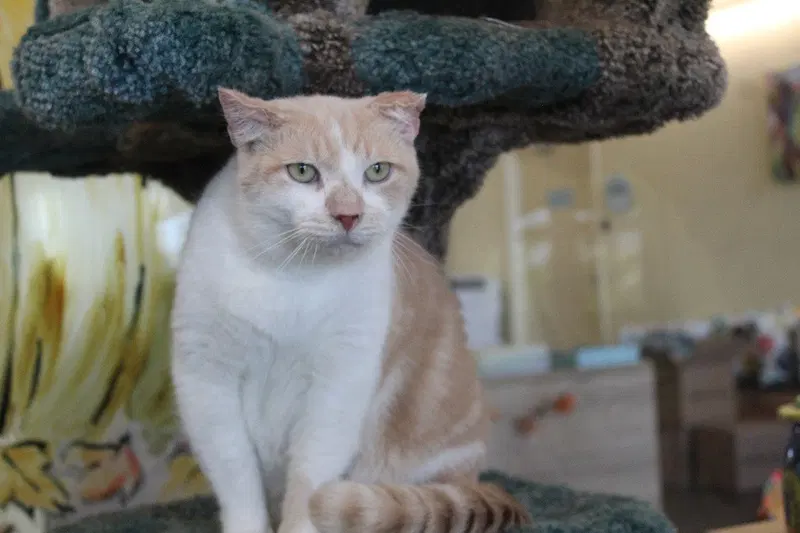 Cloud, an adult male cat up for adoption