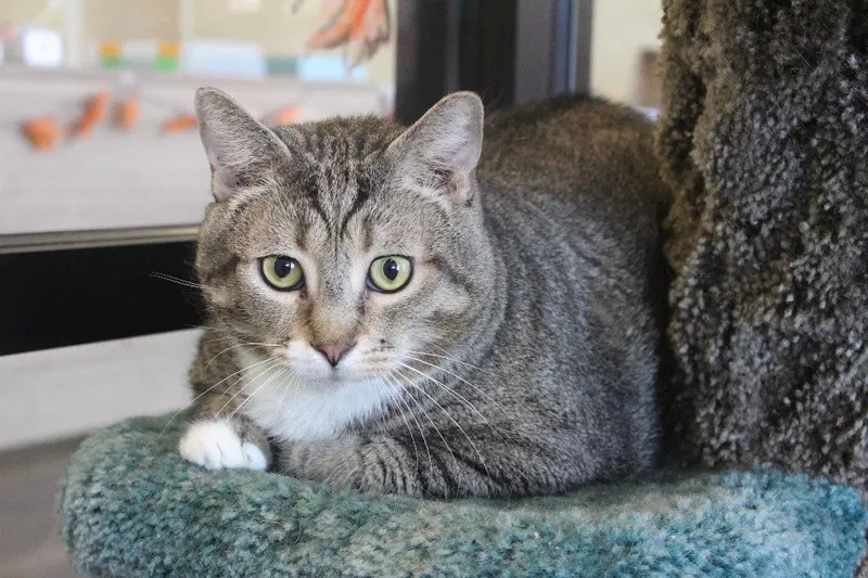 Gust, an adult male cat up for adoption