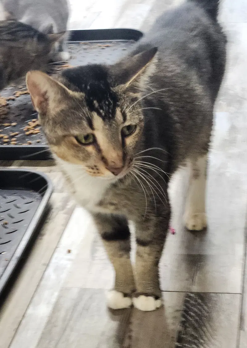 Mum, a young female cat up for adoption