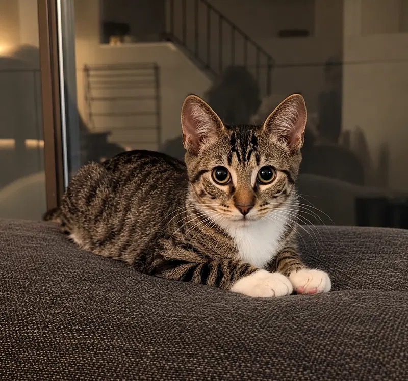 Toast, a female kitten up for adoption