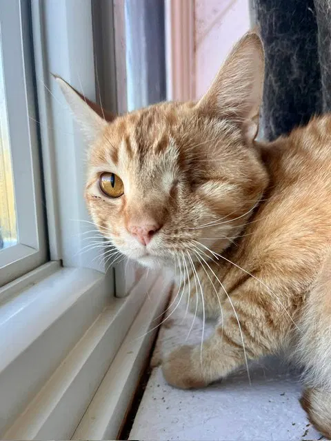Mike Tyson, a young male cat up for adoption