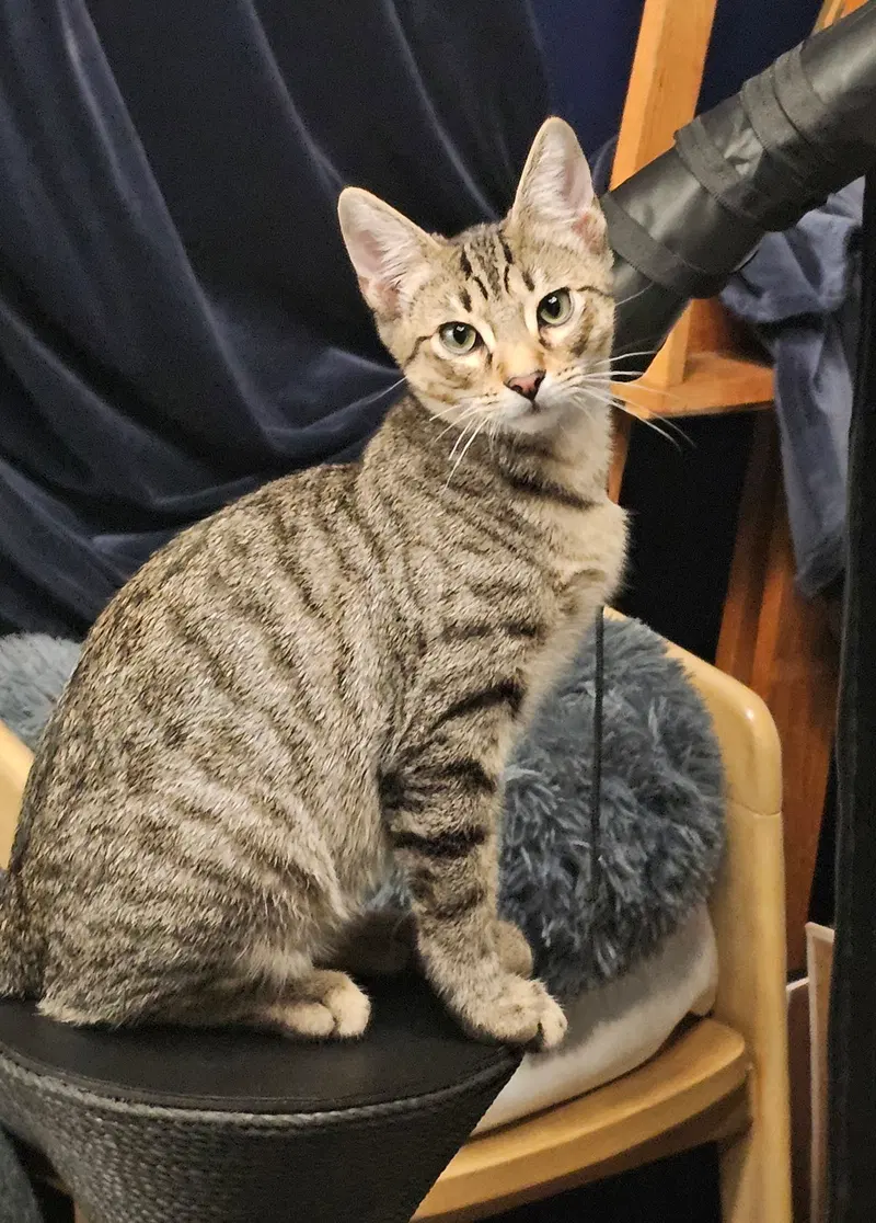 Teddy, a male Tabby kitten up for adoption