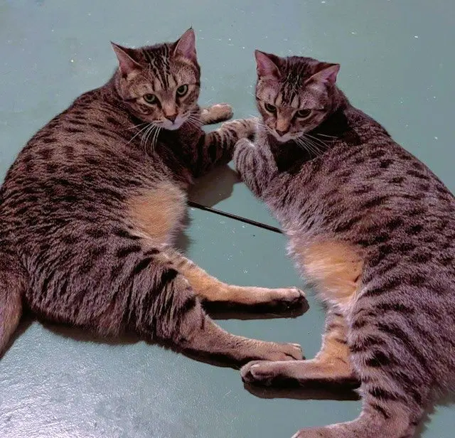 Holly and Little Fluffy, photo 3