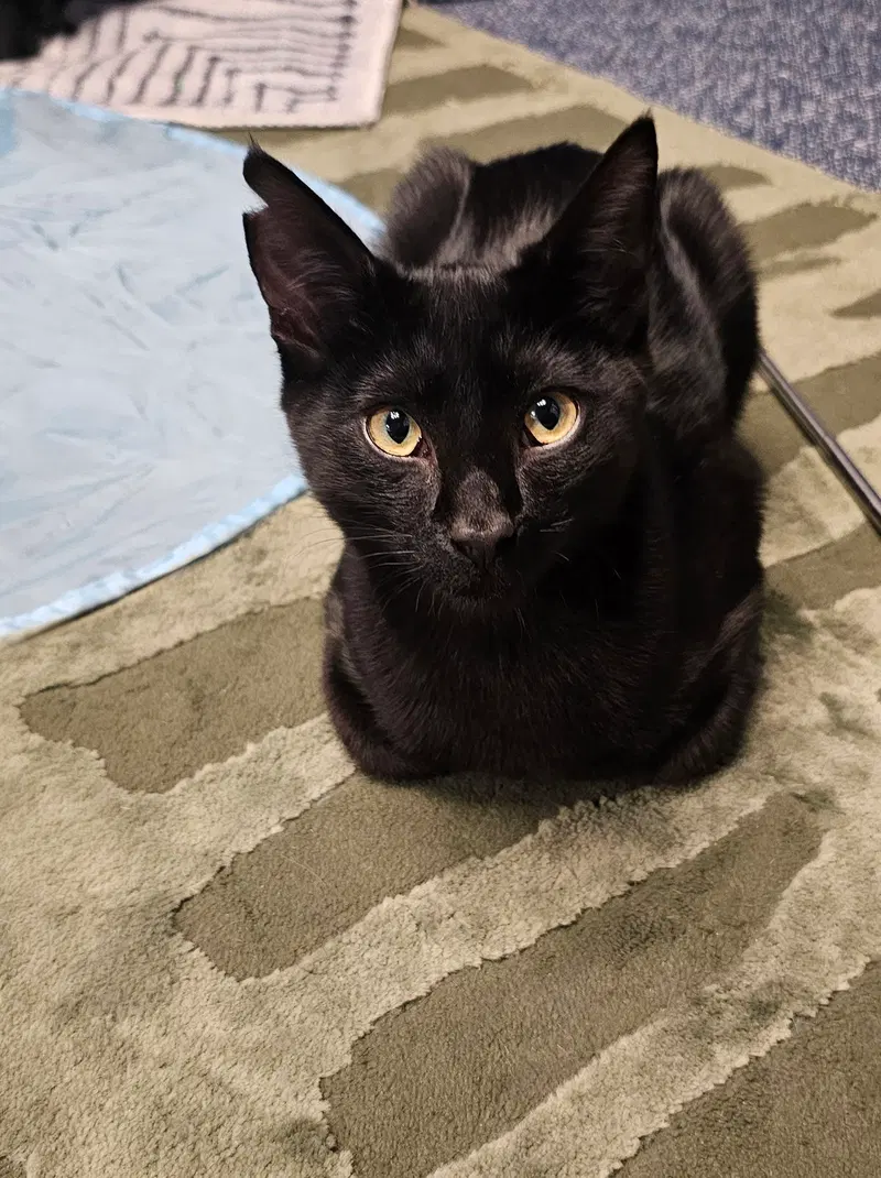 Coco, a male cat up for adoption