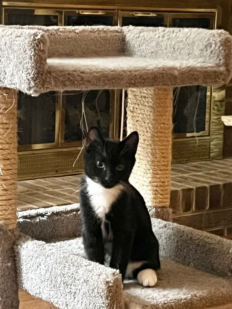 Tailsla, a male cat up for adoption