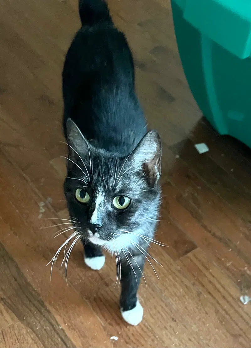 Mumzy, a female cat up for adoption