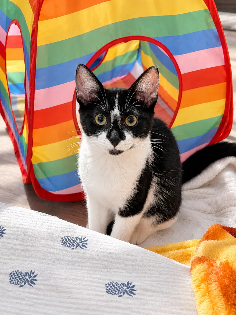 Oatmeal, a female kitten up for adoption