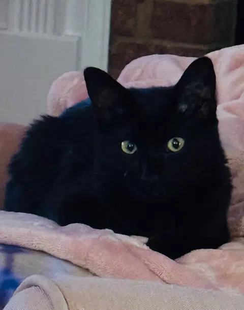 Watch the video of Indigo