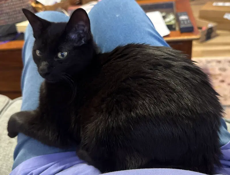 Indigo, photo 2