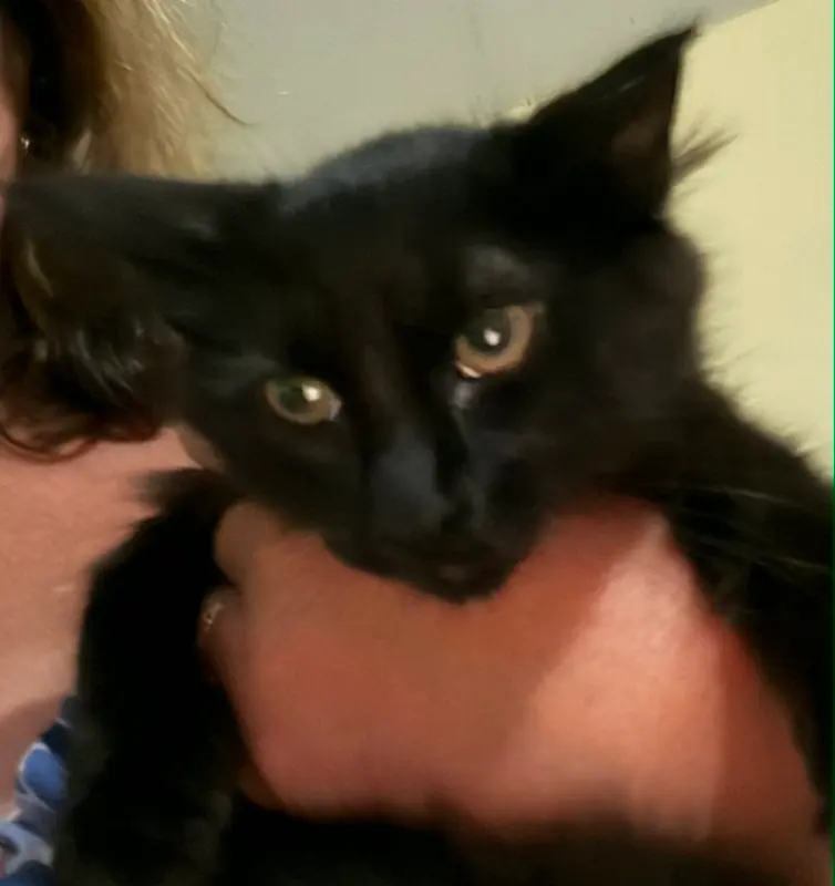 Blueberry, a female kitten up for adoption