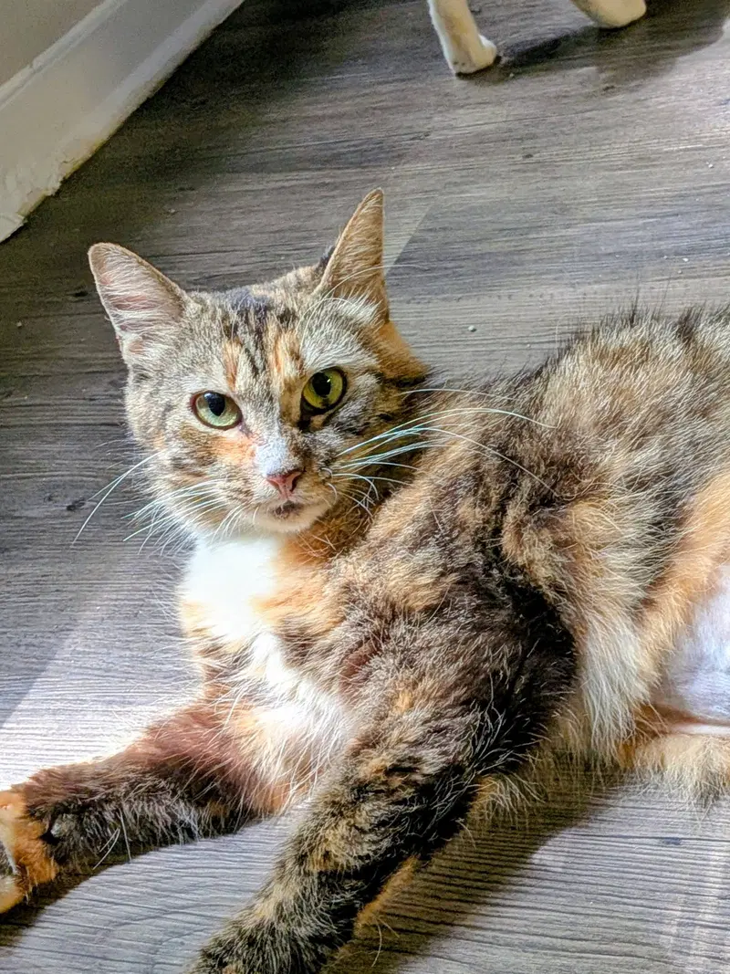 Poppyseed Bagel, an adult female Bobtail cat up for adoption
