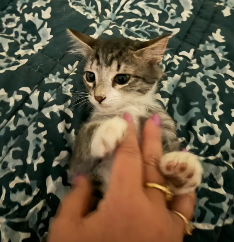 Banana Nut, a female kitten up for adoption