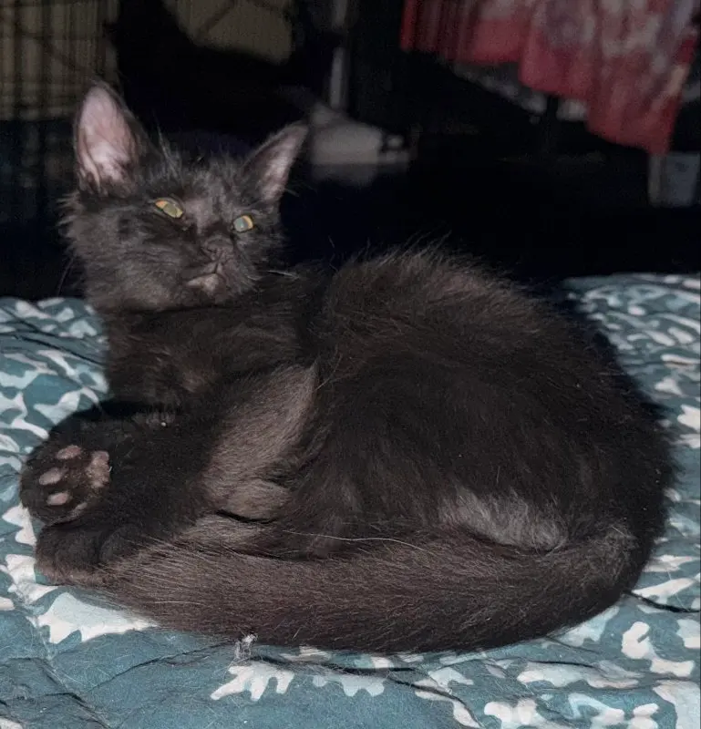 Chocolate Chip, a female kitten up for adoption