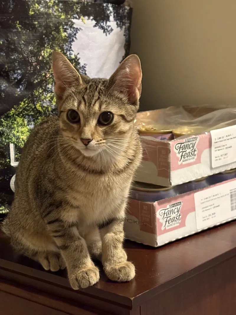 Princess, a female cat up for adoption