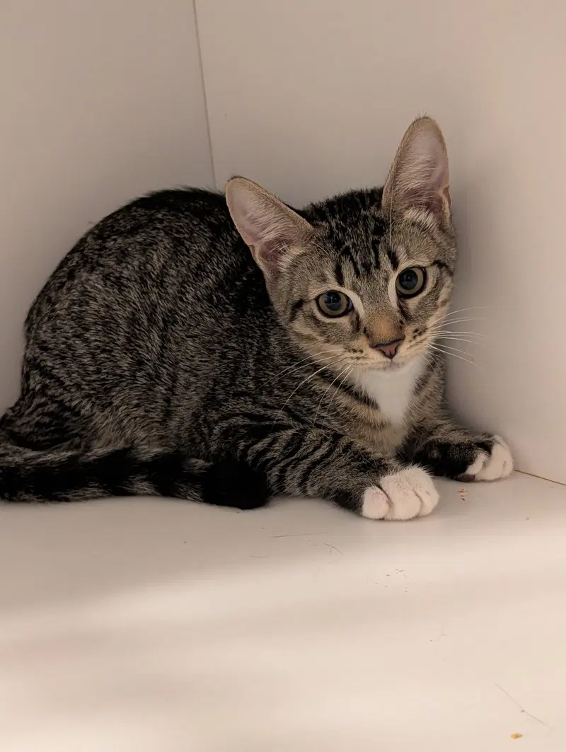 Peter, a young male cat up for adoption
