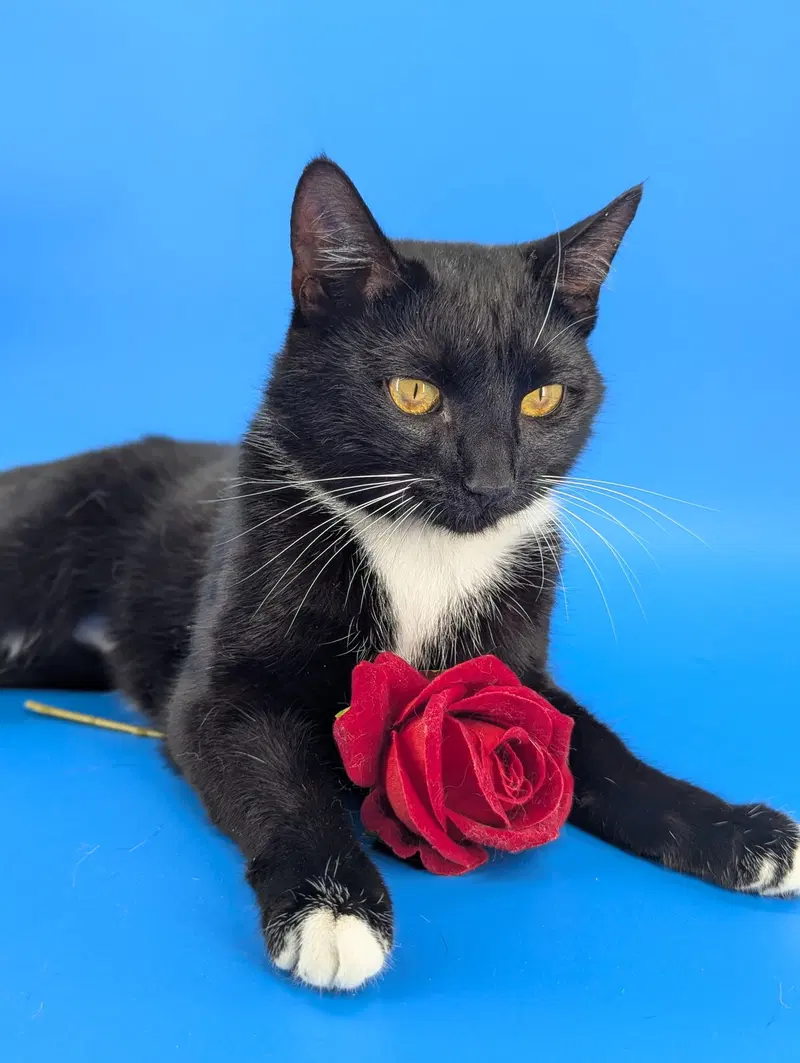 Chip, a young female cat up for adoption