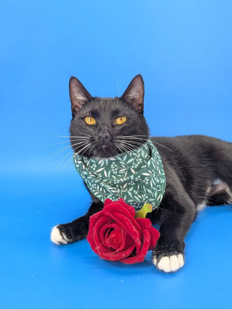 Chip, photo 8