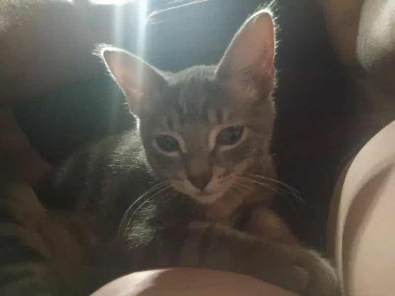 Puddy, a male kitten up for adoption