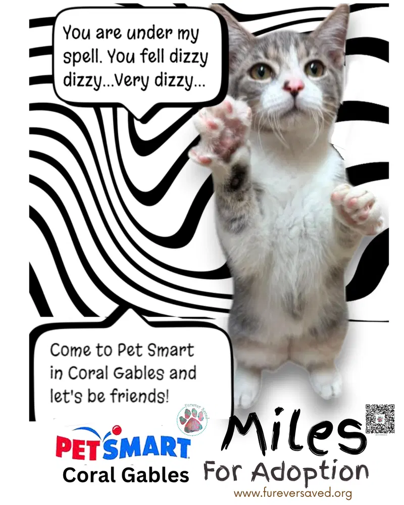 Miles, a male kitten up for adoption