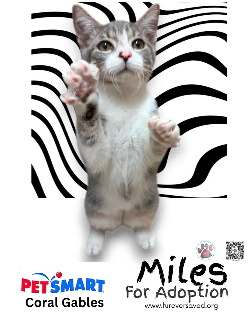 Miles, photo 4