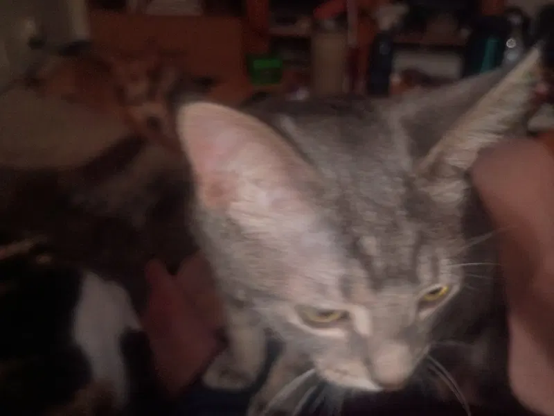 Puddy, photo 3