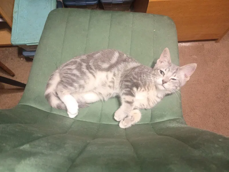 Fritz, a male kitten up for adoption