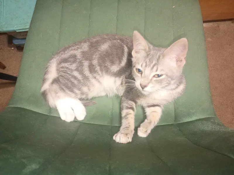 Fritz, photo 2