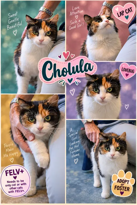 Watch the video of Cholula