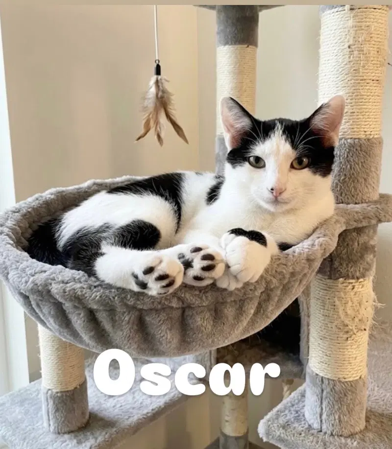 Oscar, a male Extra-Toes Cat (Hemingway Polydactyl) kitten up for adoption