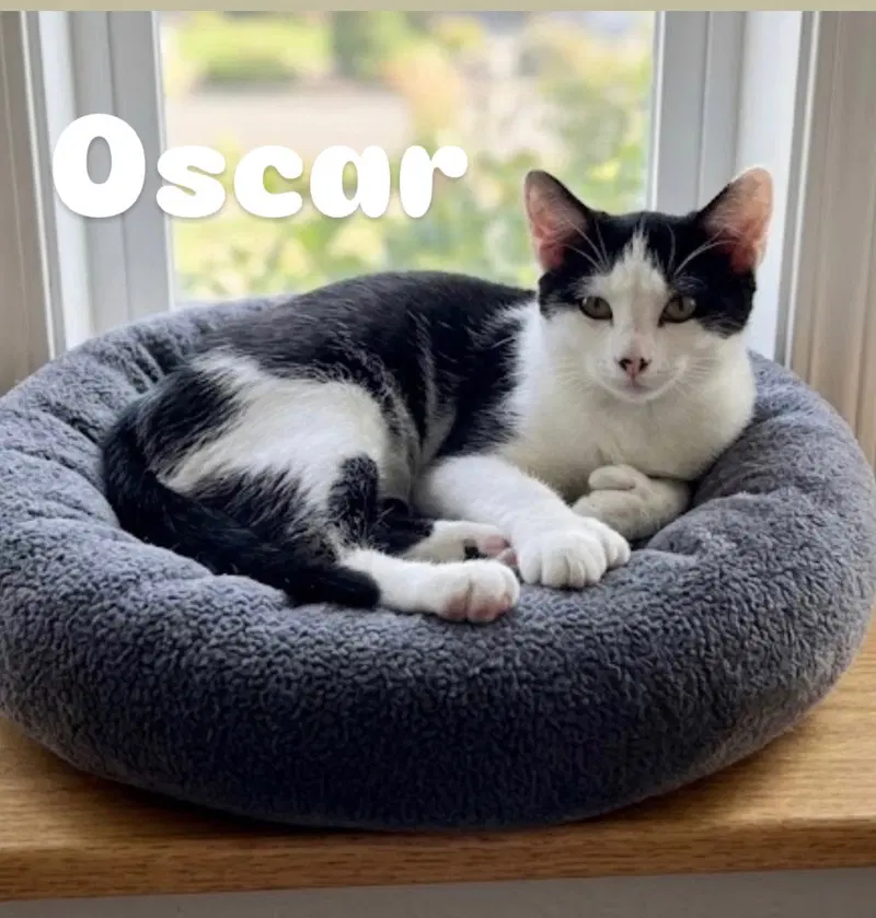 Oscar, photo 2