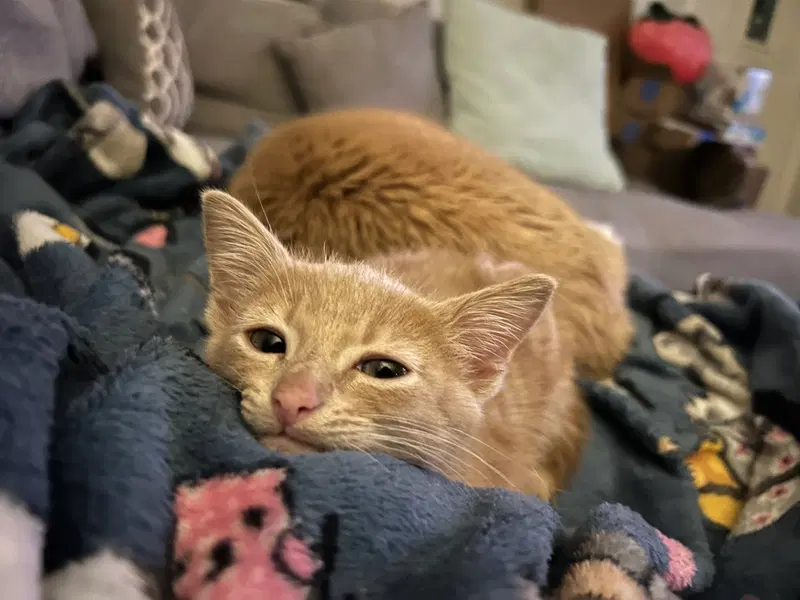 Lou, a male kitten up for adoption